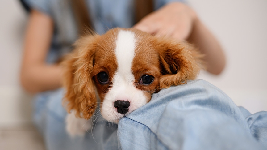 狗狗感冒了怎麼辦-4種潛在健康危機 不做檢查不會知